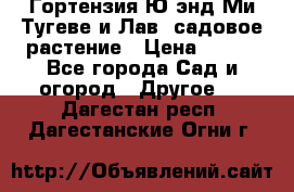 Гортензия Ю энд Ми Тугеве и Лав, садовое растение › Цена ­ 550 - Все города Сад и огород » Другое   . Дагестан респ.,Дагестанские Огни г.